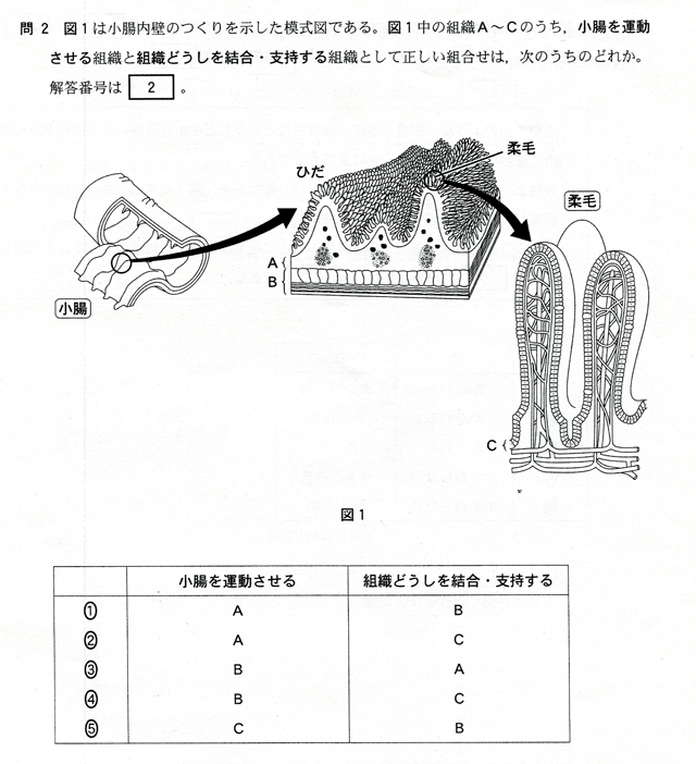 問２　図１は小腸内壁のつくりを示した模式図である。図１中の組織Ａ～Ｃのうち、小腸を運動させる組織と組織どうしを結合・支持する組織として正しい組合せは、次のうちのどれか。図１　小腸　ひだ　柔毛　Ａ　Ｂ　柔毛　Ｃ　小腸を運動させる　組織どうしを結合・支持する　①　Ａ　Ｂ　②　Ａ　Ｃ　③　Ｂ　Ａ　④　Ｂ　Ｃ　⑤　Ｃ　Ｂ