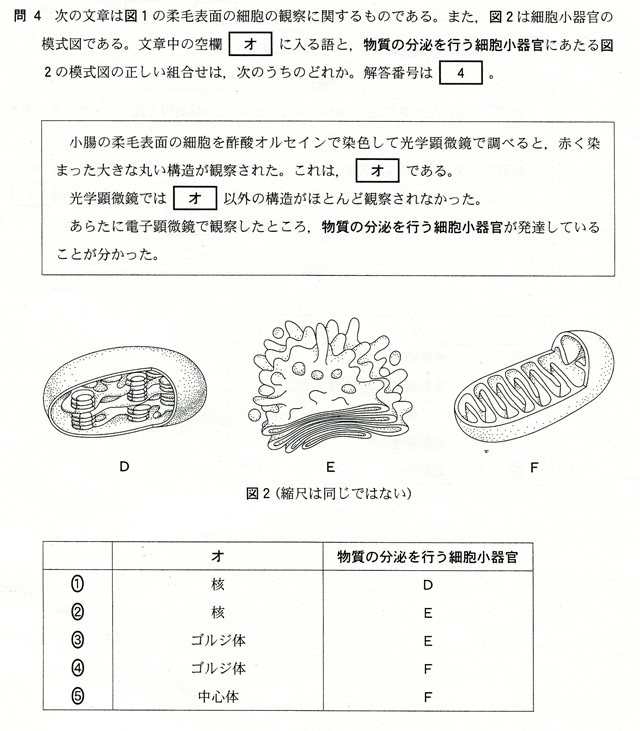 問４　次の文章は図１の柔毛表面の細胞の観察に関するものである。また、図２は細胞小器官の模式図である。文章中の空欄[オ]に入る語、物質の分泌を行う細胞小器官に当たる図２の模式図の正しい組合せは、次のうちのどれか？　小腸の柔毛表面の細胞を酢酸オルセインで染色して光学顕微鏡で調べると、赤く染まった大きな丸い構造が観察された。これは、[オ]である。光学顕微鏡では[オ]以外の構造がほとんど観察されなかった。新たに電子顕微鏡で観察したところ、物質の分泌を行う細胞小器官が発達していることが分かった。　図２　Ｄ　Ｅ　Ｆ　（縮尺は同じではない）　オ　物質の分泌を行う細胞小器官　①　核　Ｄ　②　核　Ｅ　③　ゴルジ体　Ｅ　④　ゴルジ体　Ｆ　⑤　中心体　Ｆ